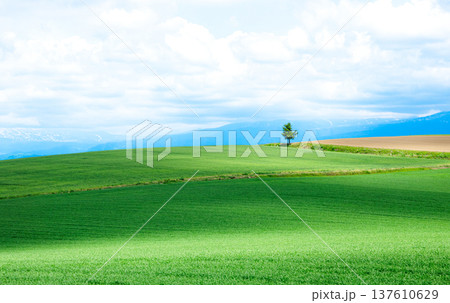 青空と初夏の北海道美瑛町周辺の雄大な風景 137610629