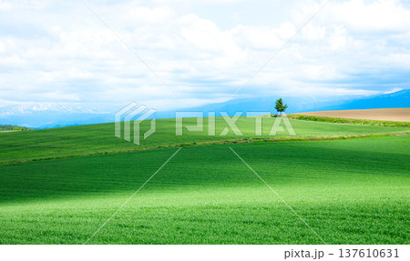 青空と初夏の北海道美瑛町周辺の雄大な風景 137610631