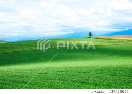 青空と初夏の北海道美瑛町周辺の雄大な風景 137610635