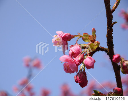 河津桜の花 河津桜の花 137610696