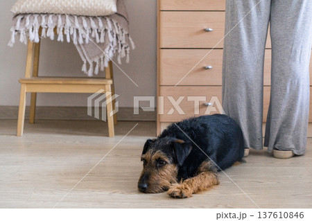 Loyal terrier dog relaxing on the bright wooden floor while its owner stands nearby in a calm domestic setting. Terrier dog lying on warm wooden floor next to person 137610846