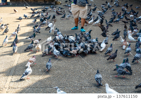 Large flock of pigeons gathering around man feeding birds at square near East Gate in Chiang Mai Thailand. Busy urban wildlife scene at popular travel destination with city life atmosphere. Large flock of pigeons gathering around man feeding birds at square near East Gate in Chiang Mai Thailand. Busy urban wildlife scene at popular travel destination with city life atmosphere. 137611150