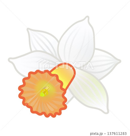 ラッパズイセンの花のイラスト ラッパズイセンの花のイラスト 137611283