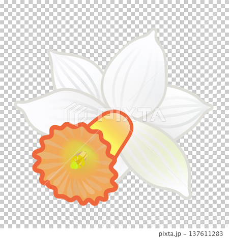 Daffodil flower illustration Daffodil flower illustration 137611283