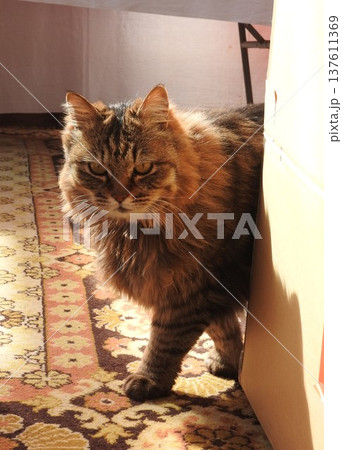 シベリア原産の大型の猫「サイベリアン」 シベリア原産の大型の猫「サイベリアン」 137611369