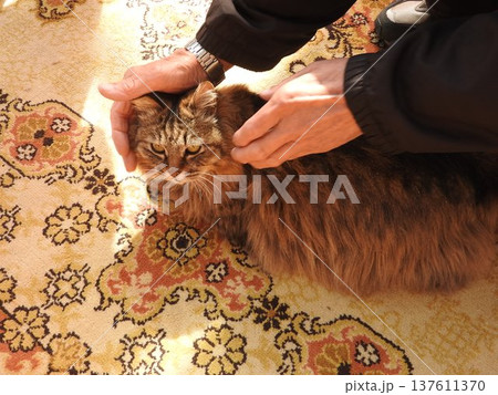シベリア原産の大型の猫「サイベリアン」 137611370
