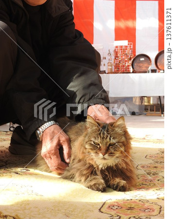シベリア原産の大型の猫「サイベリアン」 137611371