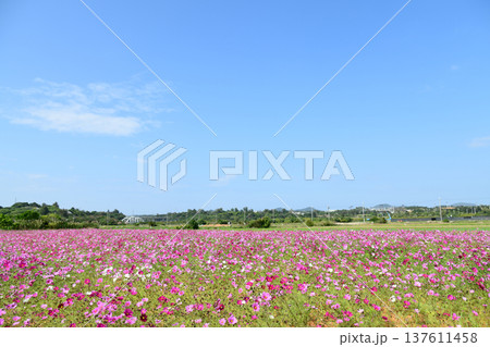 青空に映えるコスモス 137611458