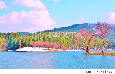 残雪の中子の池桜風景 残雪の中子の池桜風景 137611753