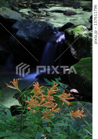 オオキツネノカミソリ 137611796