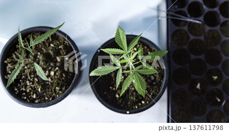 Young cannabis seedlings growing in black plastic pots at an indoor nursery, vegetative stage of medical marijuana cultivation Young cannabis seedlings growing in black plastic pots at an indoor nursery, vegetative stage of medical marijuana cultivation 137611798