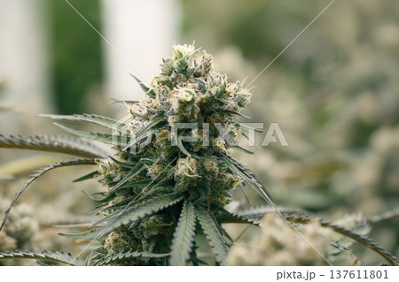 medical cannabis plants with large flowering buds for CBD and THC oil production in a modern legal agricultural facility 137611801
