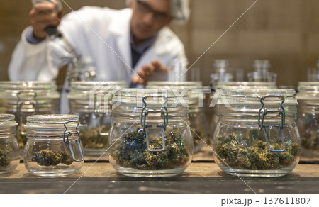 numerous glass jars filled with high-quality cannabis buds on display in a modern dispensary. Professional retail presentation for medical or recreational marijuana 137611807