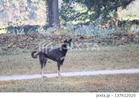 冬枯れの芝生の間の道にたたずむ犬がいるネパールルンビニのの公園の風景 冬枯れの芝生の間の道にたたずむ犬がいるネパールルンビニのの公園の風景 137612020