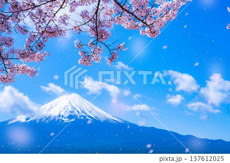 【桜吹雪素材】桜が満開の河口湖北岸から見た富士山と桜吹雪【山梨県】 137612025