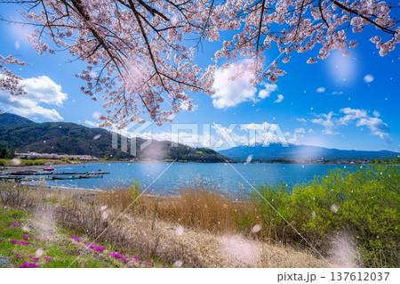 【桜吹雪素材】桜が満開の河口湖北岸から見た富士山と桜吹雪【山梨県】 【桜吹雪素材】桜が満開の河口湖北岸から見た富士山と桜吹雪【山梨県】 137612037