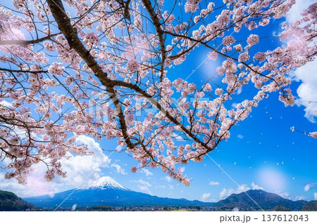 【桜吹雪素材】桜が満開の河口湖北岸から見た富士山と桜吹雪【山梨県】 137612043