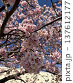 桜の花のある風景 137612177