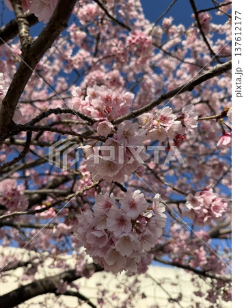 桜の花のある風景 137612177
