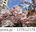 桜咲く 137612178
