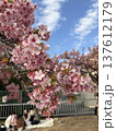晴れた日の満開の八重桜 137612179