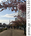 春の桜が満開の公園で散歩する人たち 137612180