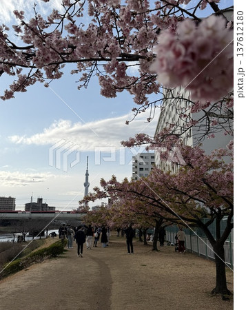 春の桜が満開の公園で散歩する人たち 春の桜が満開の公園で散歩する人たち 137612180