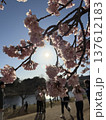夕日に照らされる桜 137612183