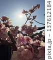 太陽に照らされる桜 137612184