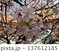 桜の花びら 137612185