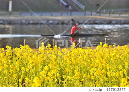 河岸に菜の花咲く旧中川でカヌーを漕ぐ人 河岸に菜の花咲く旧中川でカヌーを漕ぐ人 137612275