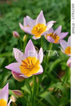 モンソー公園に咲くチューリップ・サクサティリス(原種チューリップ)の花 2026年3月7日撮影 モンソー公園に咲くチューリップ・サクサティリス(原種チューリップ)の花 2026年3月7日撮影 137612309