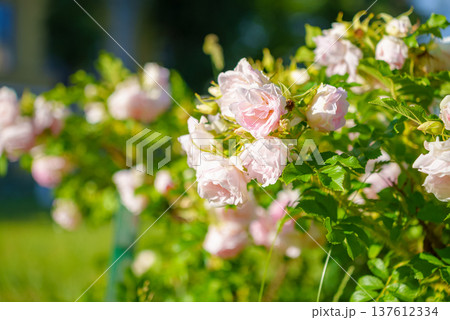 Close-up view of a bush with blooming rosebuds, on the territory of the Peter and Paul Fortress, the background is blurred, at daytime, Saint Petersburg, Russia  137612334