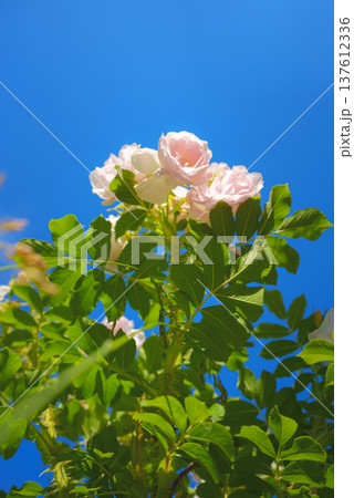Close-up view of a bush with blooming rosebuds, on the territory of the Peter and Paul Fortress, the background is blurred, at daytime, Saint Petersburg, Russia  137612336