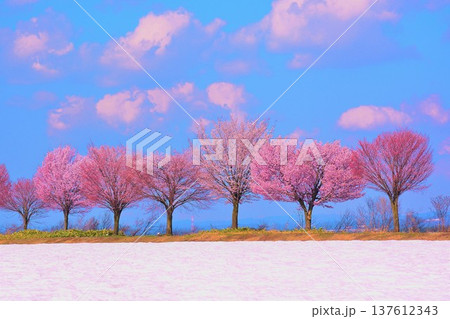 早春の青空に映える津南町沖ノ原台地の雪上桜 137612343