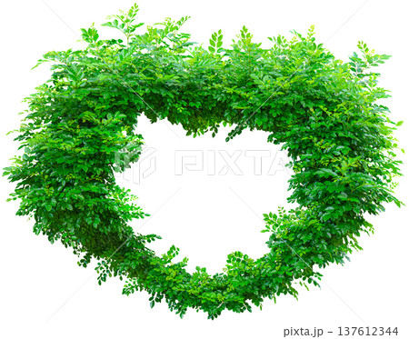 close-up view of the green foliage of a heart-shaped tree with a hole in the center, clipped, isolated	 137612344