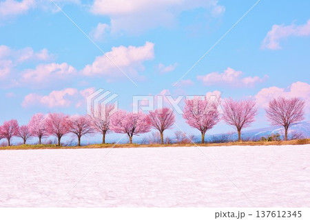 早春の青空に映える津南町沖ノ原台地の雪上桜 137612345