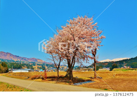 田園の一本桜と青い空 137612475