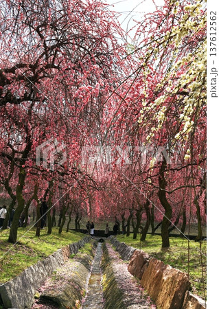 ピンク色の花が咲く道 ピンク色の花が咲く道 137612562