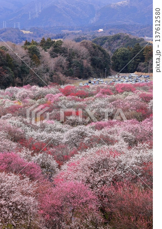 カラフルな梅 137612580