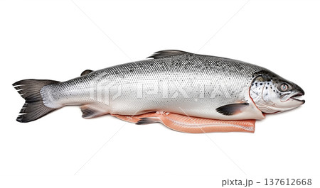 Fresh raw whole salmon fish fresh fillet slice lying white background isolated seafood cooking ingredient healthy diet omega nutrition concept Fresh raw whole salmon fish fresh fillet slice lying white background isolated seafood cooking ingredient healthy diet omega nutrition concept 137612668