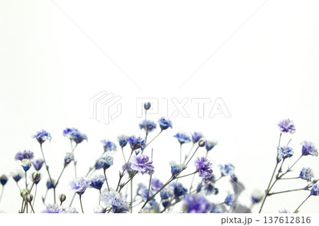 White background and purple gypsum flower 137612816