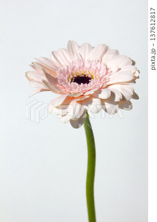 White background and pink Gerbera 137612817