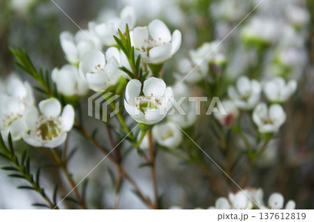 Wax flower with white background and white flowers Wax flower with white background and white flowers 137612819