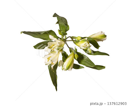 Alstroemeria aurea cream cluster top view isolated background. Peruvian lily bouquet minimal horizontal composition. Spring floral botanical concept.. 137612903