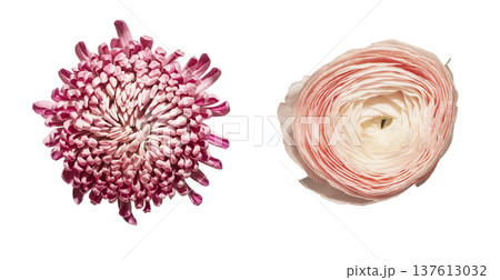 Bottom view, chrysanthemum, ranunculus isolated background. Low angle composition, chrysanthemum morifolium, ranunculus asiaticus blossoms aligned minimal layout. Floral detail, botanical Bottom view, chrysanthemum, ranunculus isolated background. Low angle composition, chrysanthemum morifolium, ranunculus asiaticus blossoms aligned minimal layout. Floral detail, botanical 137613032