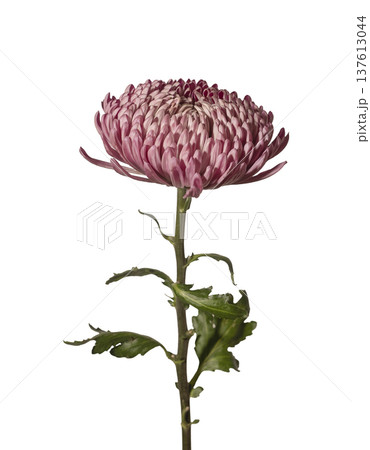 Chrysanthemum morifolium large pink bloom vertical isolated background. Single garden mum flower minimal studio composition. Spring floral botanical detail concept.. 137613044