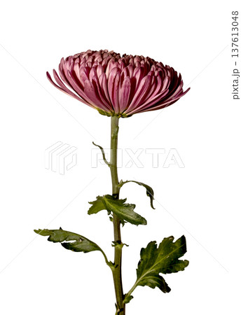 Chrysanthemum morifolium pink bloom vertical stem isolated background. Single garden mum flower minimal composition. Spring floral botanical concept.. Chrysanthemum morifolium pink bloom vertical stem isolated background. Single garden mum flower minimal composition. Spring floral botanical concept.. 137613048