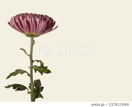 Chrysanthemum morifolium pink blossom on beige background. Upright garden mum stem minimal layout. Spring botanical floral concept.. Chrysanthemum morifolium pink blossom on beige background. Upright garden mum stem minimal layout. Spring botanical floral concept.. 137613049