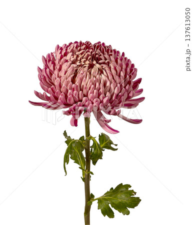 Chrysanthemum morifolium pink flower close view isolated background. Single garden mum detailed bloom minimal composition. Spring floral botanical concept.. 137613050